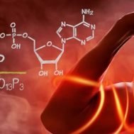 ATP - sistemi energetici e contrazione muscolare