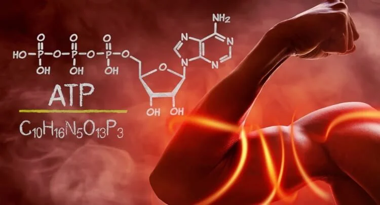 ATP - sistemi energetici e contrazione musolare