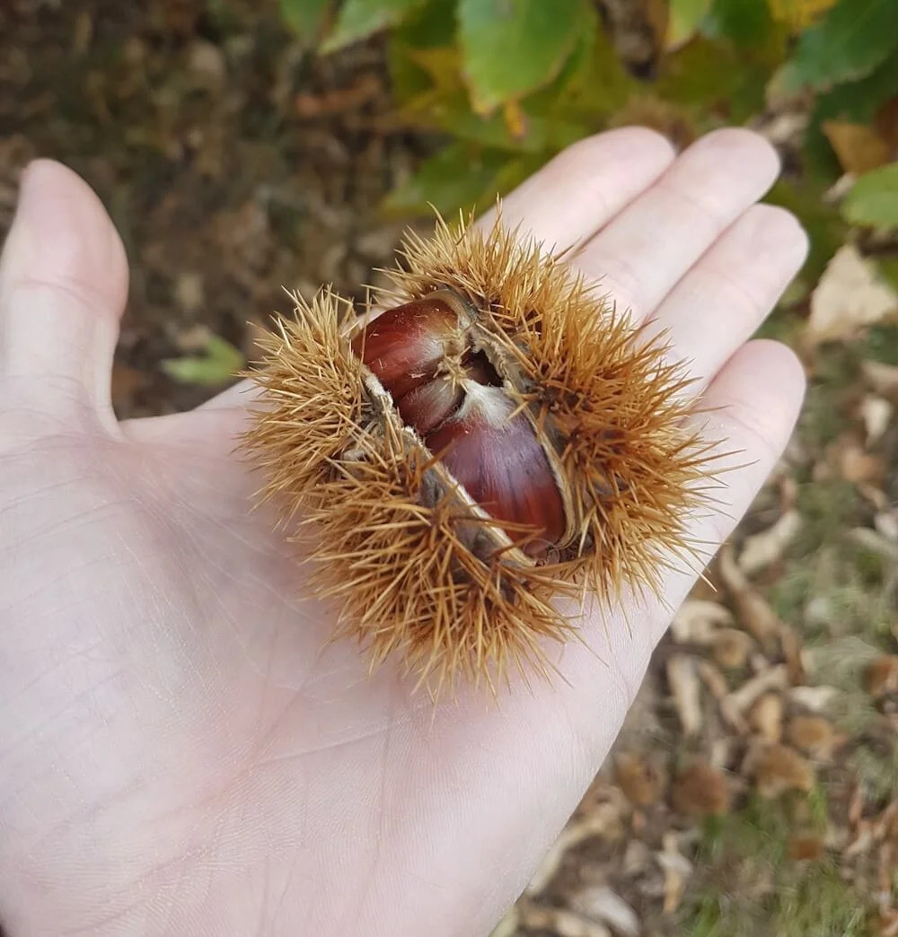 raccolta castagne