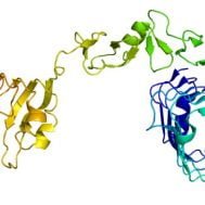 IGF-1 e sviluppo muscolare