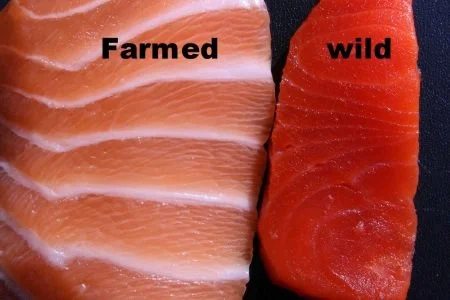 salmone e body building