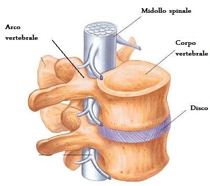 Mal Di Schiena, Lombalgia - Le Cause Principali - Muscolarmente