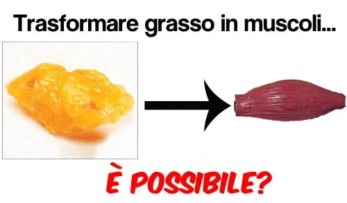 trasformare il grasso in muscoli